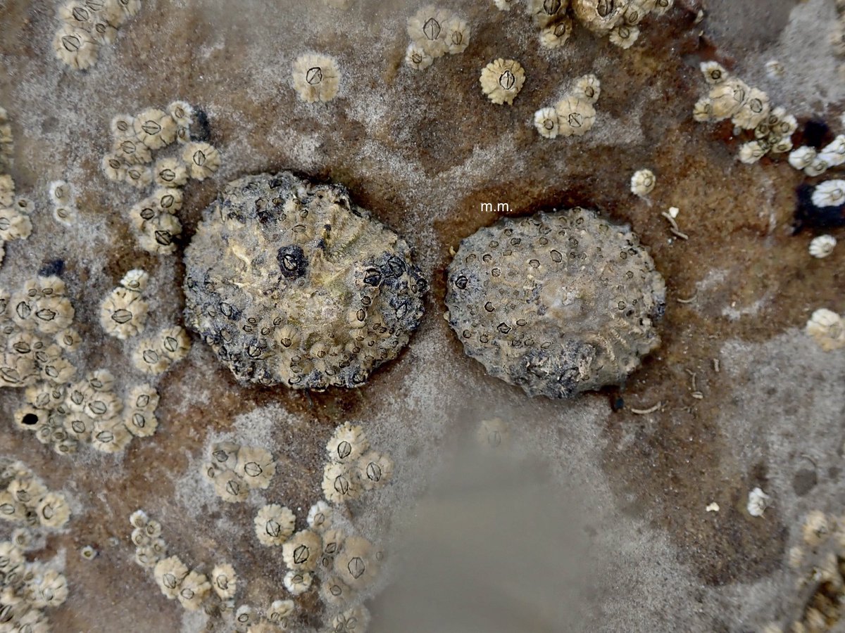 LIMPETS! Left picture is Patella depressa the black footed limpet - see how the edge is more wiggly and the shell ridges stick up more?!Right is Common Limpet, Patella vulgata - rounder edges and usually more common... hence the name!  #InverteFest  @InverteFest  #rockpooling