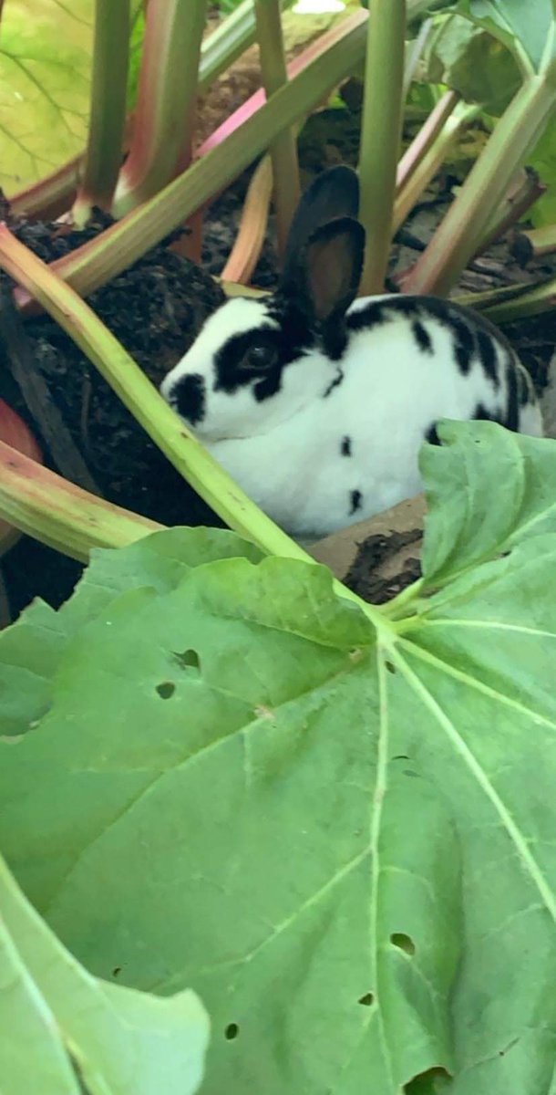 LittlestLives's tweet photo. Millie's attempt at hide and seek π°
#lovelittlelives #thelittlestlivesrescue #bunny #bunnies #rabbitrescue #rabbit #rabbits #rescuebun #rabbitsmatter #ahutchisnotenough #worldofrabbits #cute #rabbitwelfare #rabbitlove #rabbitawareness #sunday #sundayfunday #weekend #hideandseek https://t.co/gSj05SR6jV