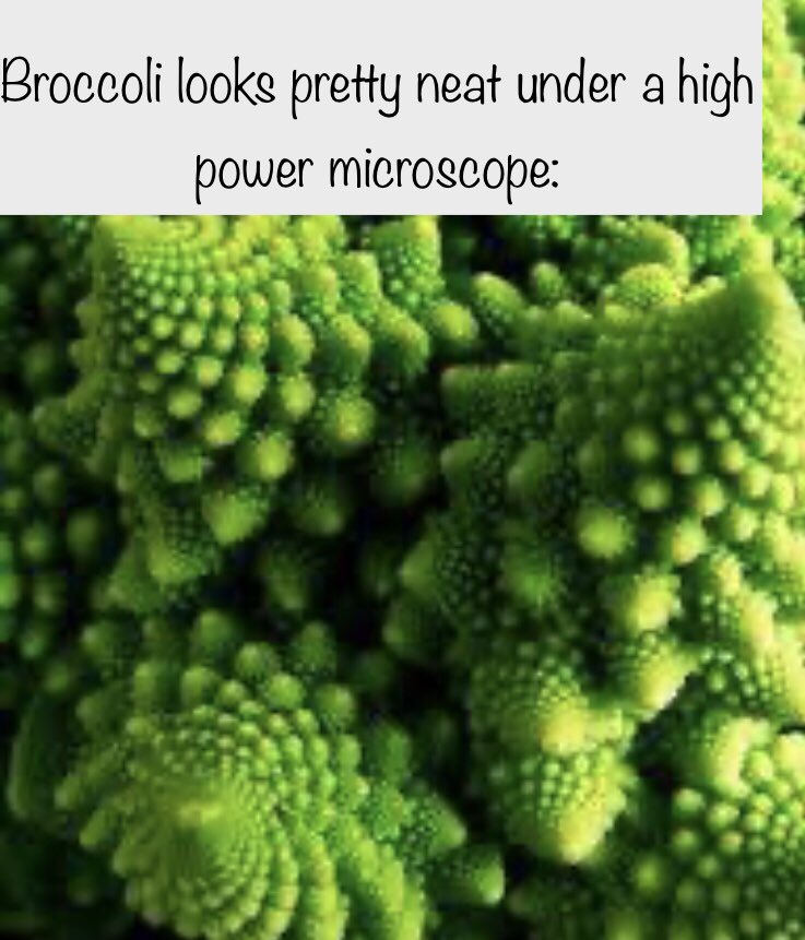 5. TDLU: where most neoplasia happens. Note that the broccoli doesn’t have an equivalent for the acinus... but looks cool under a microscope.Pics from: http://google.com/amp/s/www.pint …Thanks all!