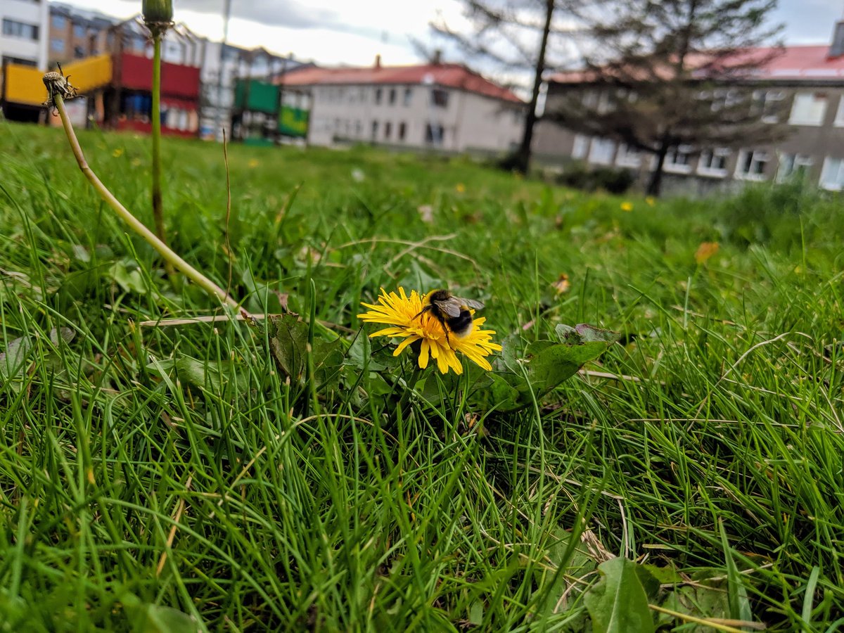 Náttúra Reykjavíkur (@natturarvk) on Twitter photo 