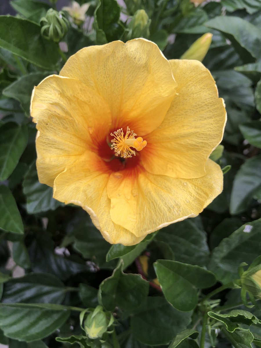 ハワイ州花