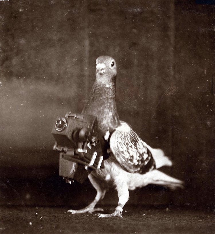 MissCmarquardt's tweet photo. Loving having my own N5 class this year &amp; starting lessons with an “explain this picture” - this WWI reconnaissance pigeon aka early drone = a definite fav 📸 https://t.co/1oubtHWNRA