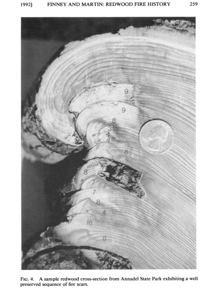 Fire use by Indigenous people was undoubtedly very important as a tool for living in these places. But as we see in the recent fires, relatively rare lighting storms also play an ignition role in redwood groves. Finney & Martin 1992 3/10