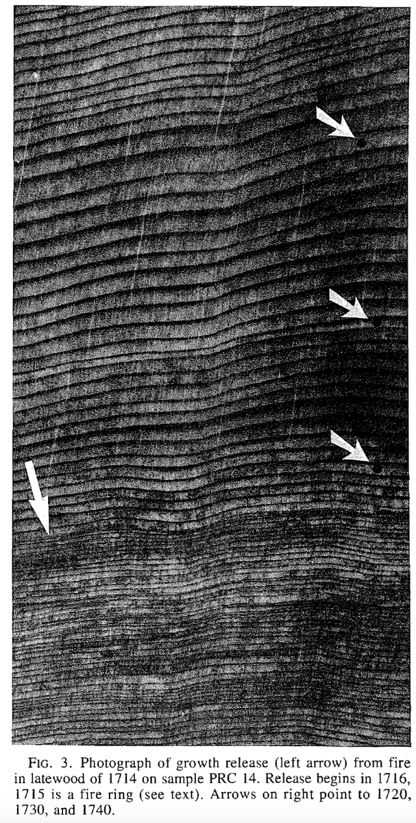 The evidence is in the rings. Following rare high severity fire, the surviving trees show an increase in growth rates. This is likely a “release” from competition for light, water, and nutrients. For example, this growth release following a 1714 fire (Brown & Swetnam 1993) 5/10