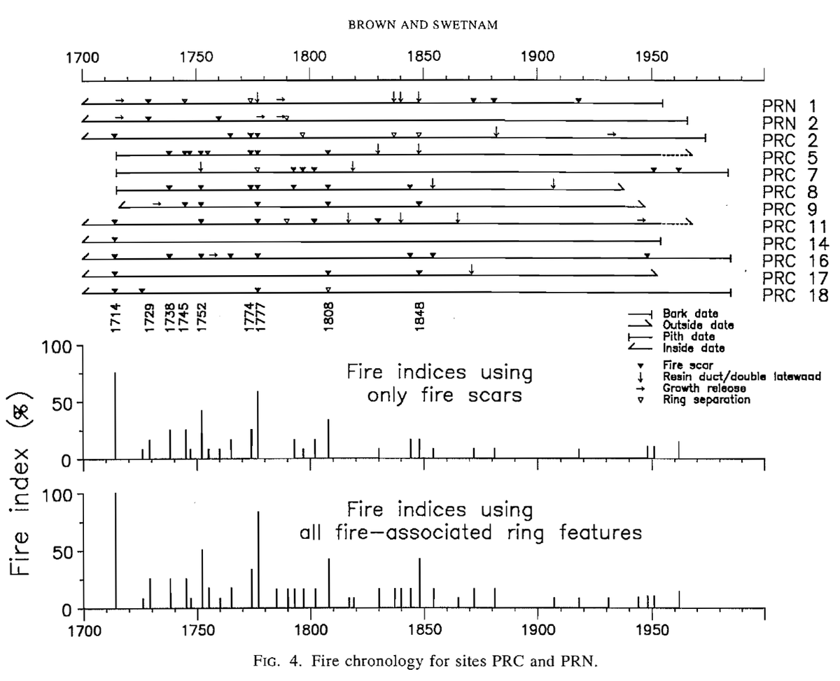 The evidence is in the rings. Following rare high severity fire, the surviving trees show an increase in growth rates. This is likely a “release” from competition for light, water, and nutrients. For example, this growth release following a 1714 fire (Brown & Swetnam 1993) 5/10