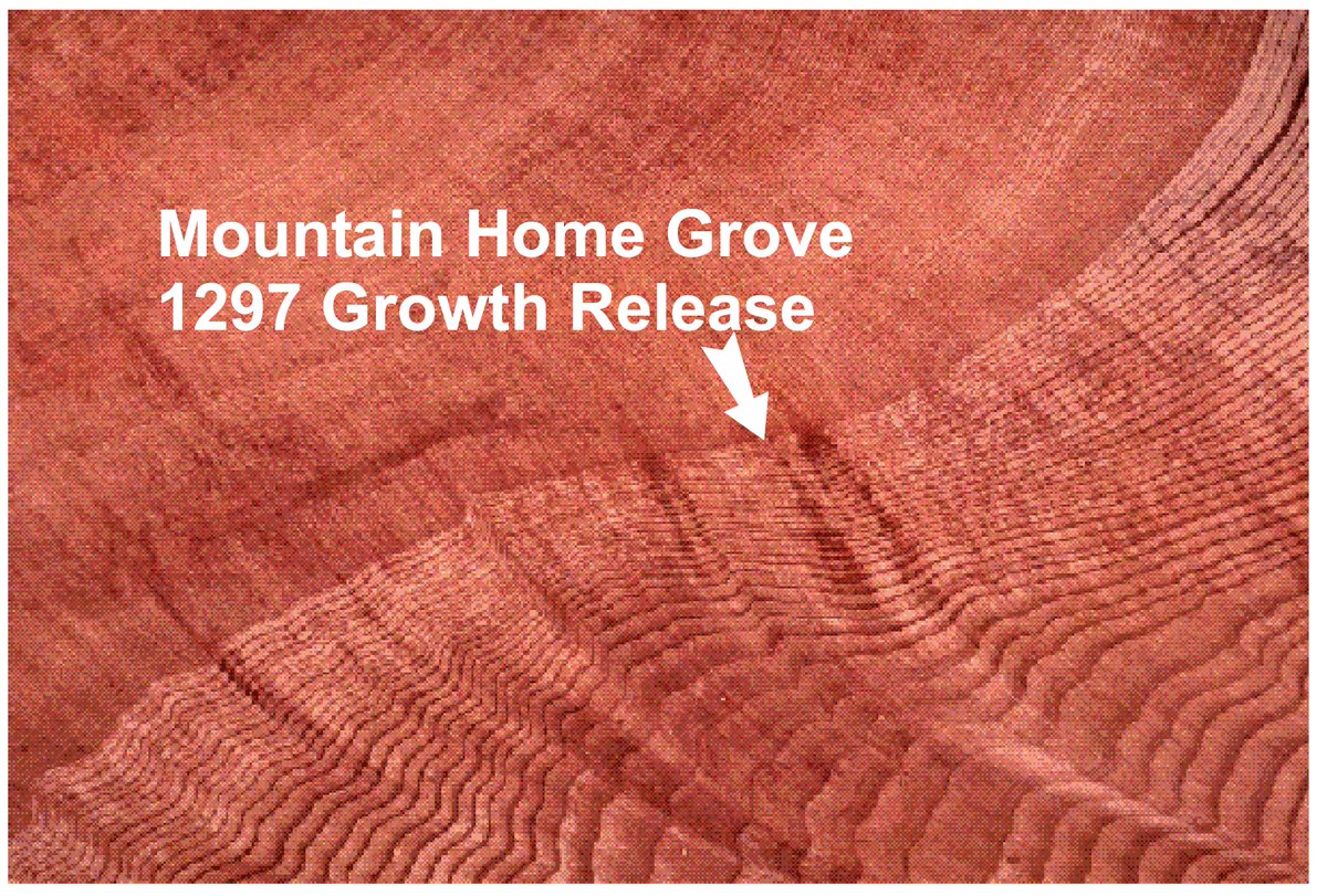 Another example is from giant sequoias in Mountain Home St. Forest. Coast redwoods and giant sequoias are related but have different habitats. A growth release after a 1297 fire at Mountain Home can be seen on stump tops throughout this logged grove. 6/10  https://tinyurl.com/y4n6z6nx 