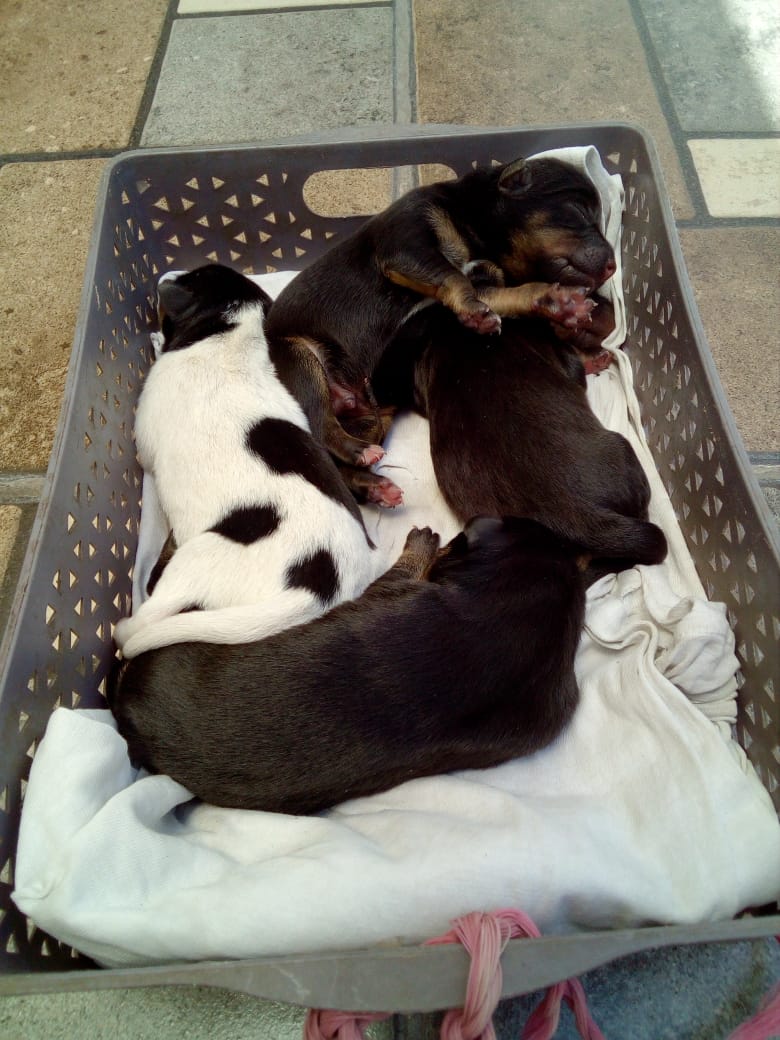 pet-comm tweet media