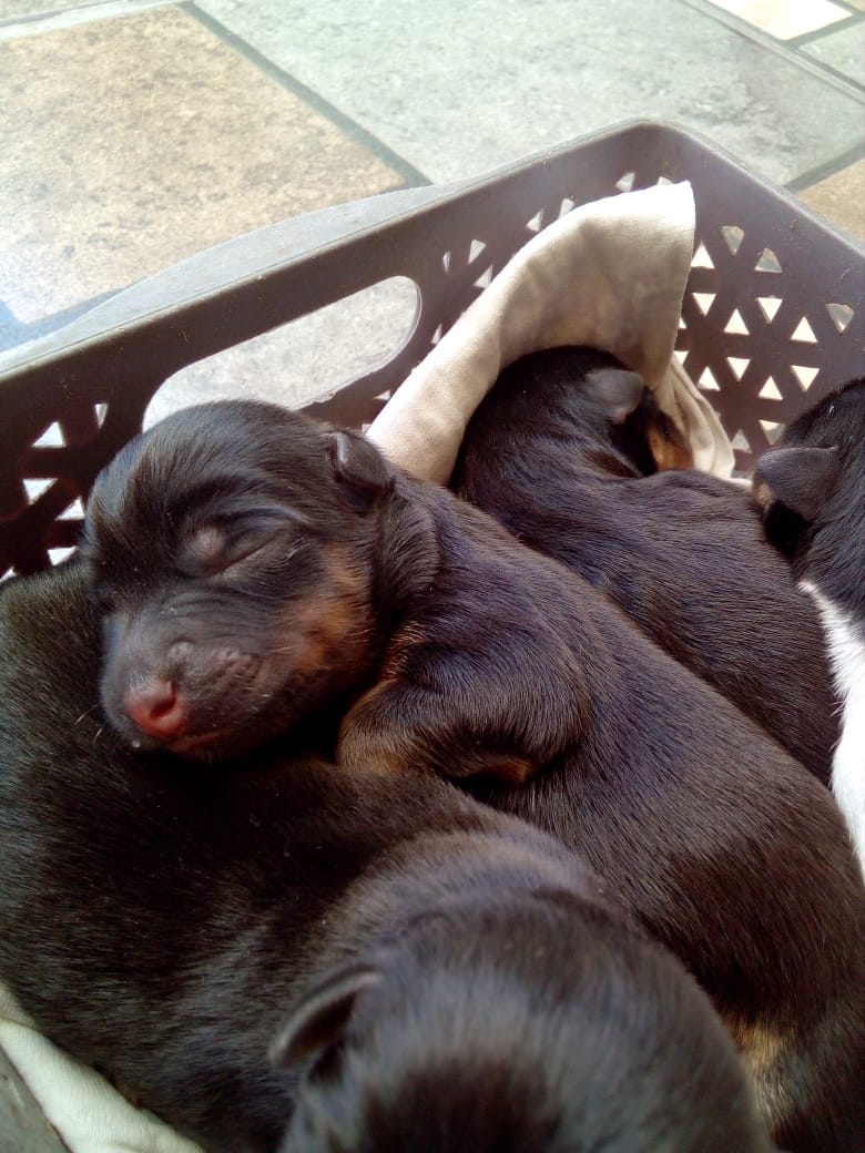 Hola a todos!! nos acaban de dejar abandonados a estos hermosos cachorros son 2 hembras y 2 machos. Apoyenos a buscarles un hogar!!