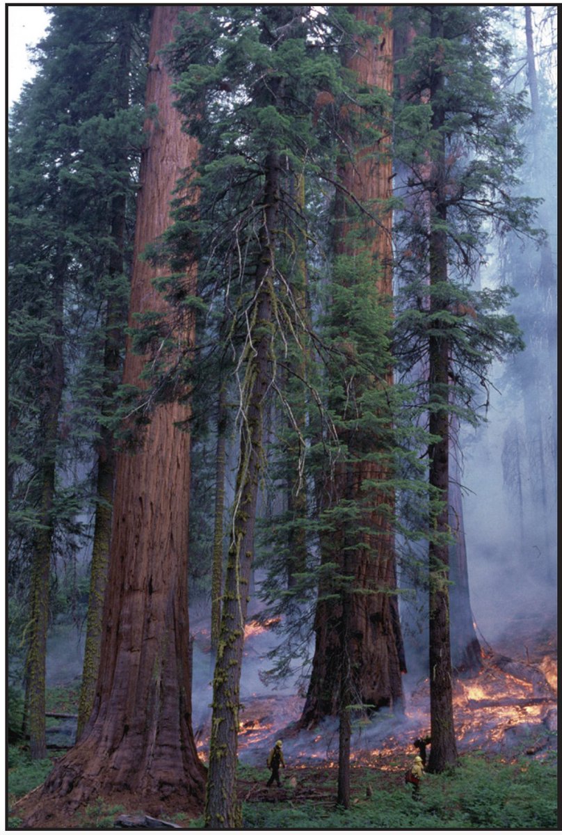 Coast redwoods & giant sequoias exist in small groves that could be wiped out by future fires. Let’s hope that has not happened yet. Let’s resolve to prevent that by reducing greenhouse gases AND by restoring frequent, low severity surface fires to these world unique forests. End