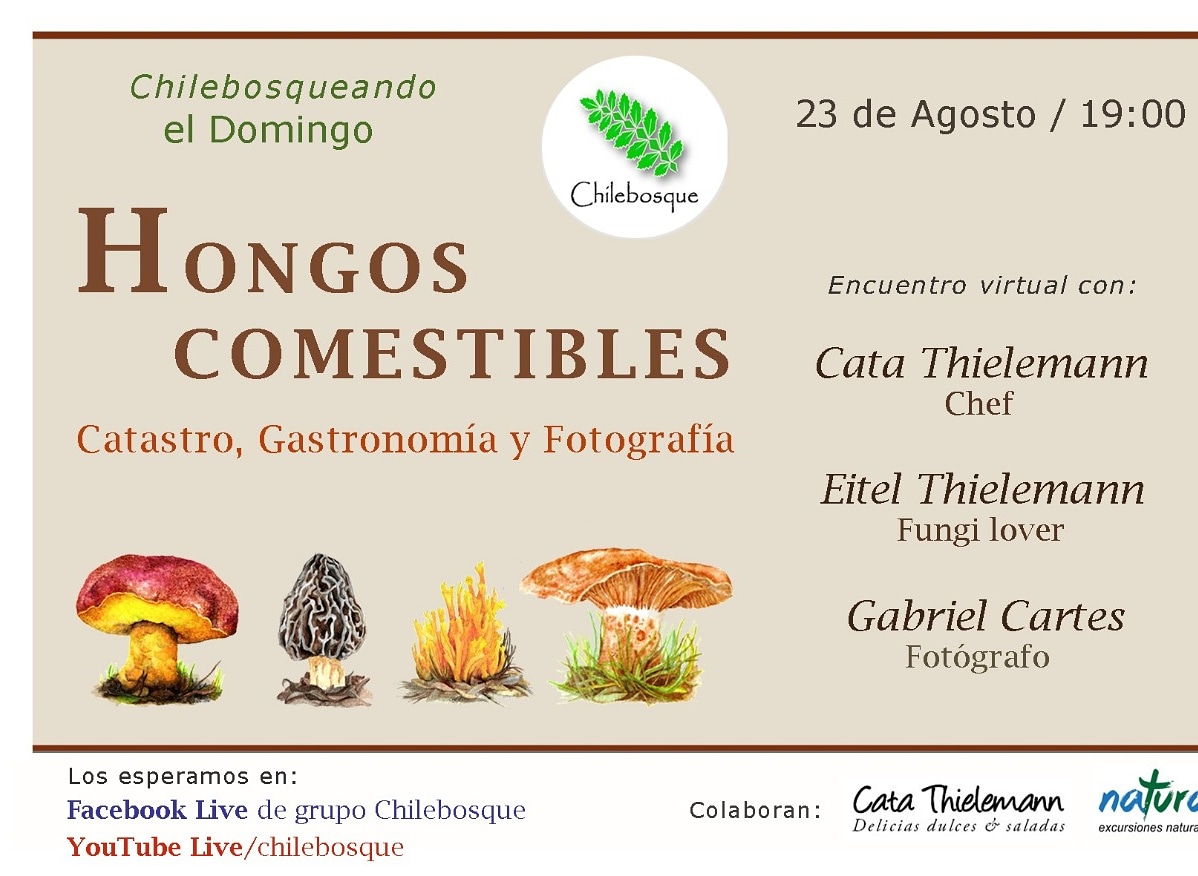 Hoy a conocer nuestros hongos y disfrutar este nuevo conversatorio de Chile bosque a las 19:00 hrs.