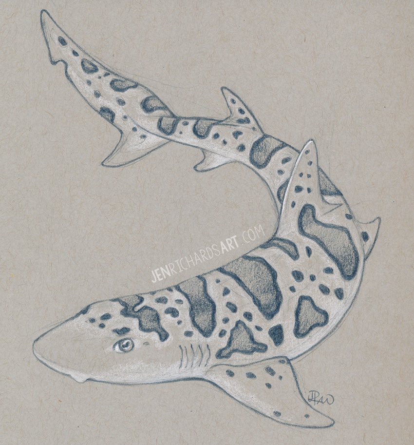 One of my favourite species for today’s #SundayFishSketch: a leopard shark!