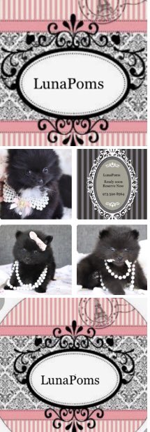 LunaPoms's tweet image. LunaPoms