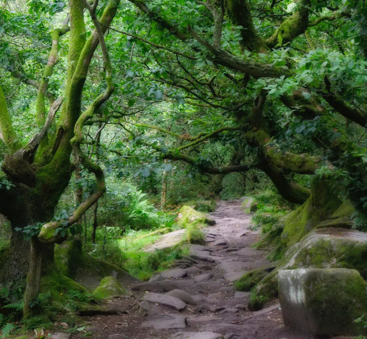 juliebugjules1's tweet photo. Woodland and waterfalls #peakdistrict #padleygorge https://t.co/RCaT2znWcq