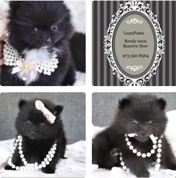 LunaPoms's tweet image. LunaPoms Stunning Black Poms * USA 🇺🇸 East Coast Import Adults