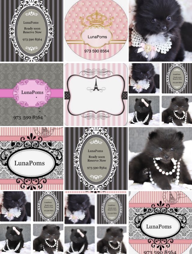 LunaPoms's tweet image. LunaPoms Hartford CT