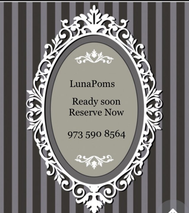 LunaPoms's tweet image. Currently 3 stunning females available 1st wk September ready Reserve Now