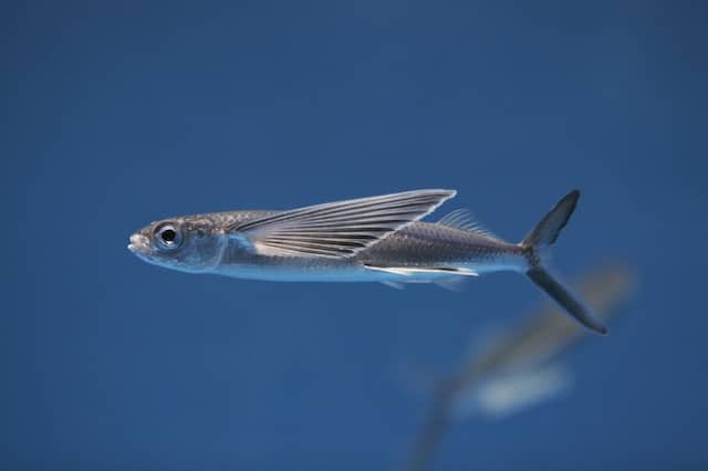 @eallenbr112 Flying fish for the aerospace engineer