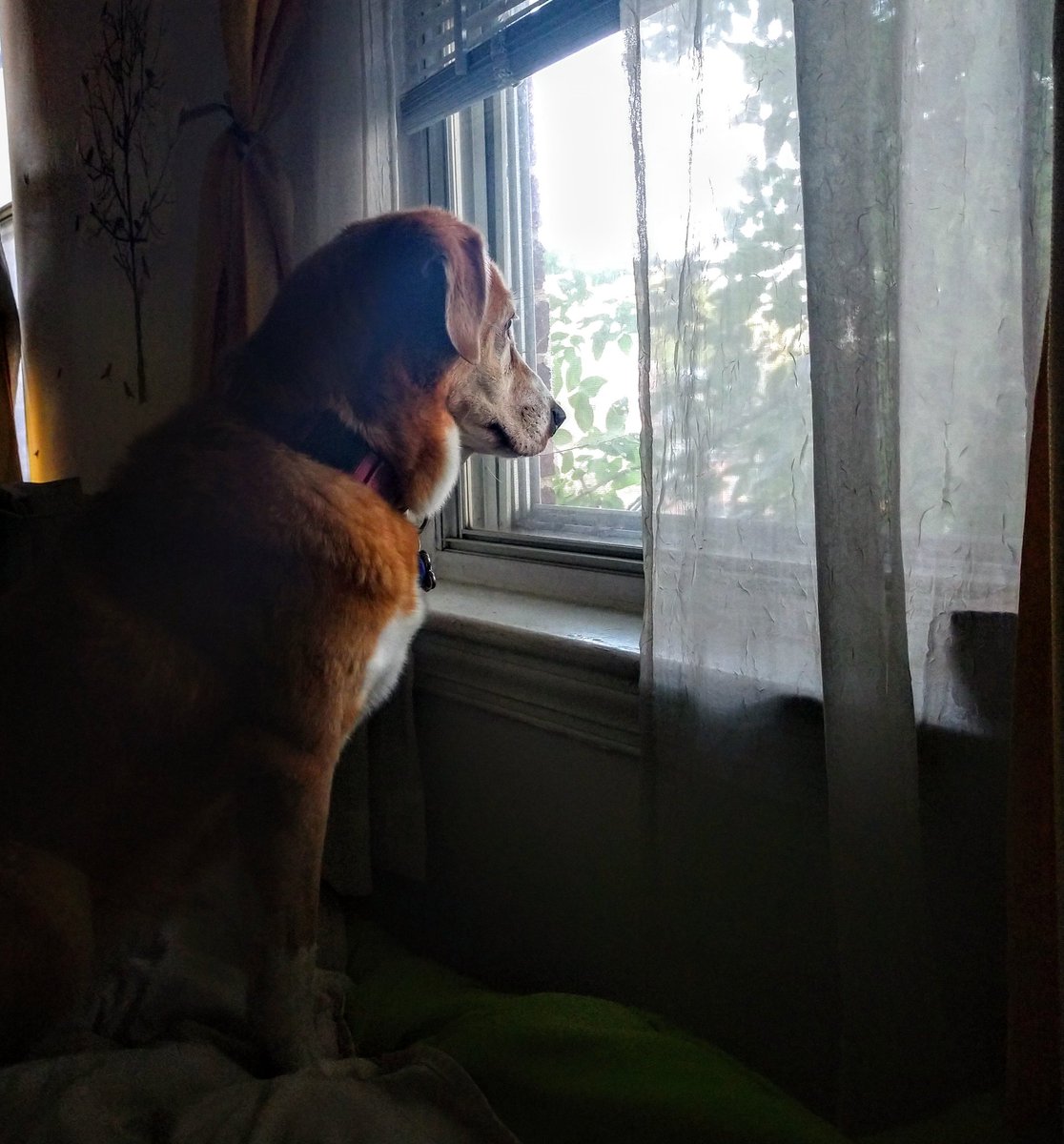 Paintbrush_Tail's tweet image. You're coming back, right? Okay, good. I'll be waiting for you. 
#windowdog #missyoualready #evenifitsonlyashorttrip
🚗😍🐕🏡
@dogcelebration @dogandpuplovers @puppy_snuggles @IngloriousDogs