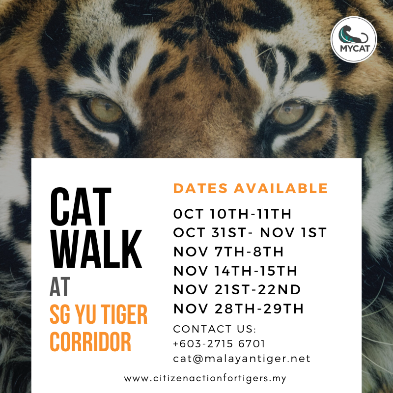 MYCAT_200's tweet photo. Spots are filling up~
If you are keen to play a part in the protection and survival of tigers and its environment, join us on a CAT Walk and patrol with us!
Reach out and we will get to you!
#wildlifeconservation
#conservationmanagement
#saveourtigers
#savingtigerstogether https://t.co/9LqLSk3dvc