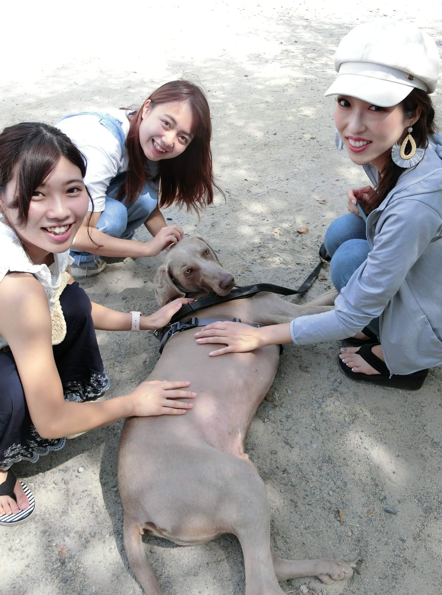 モデル ゴミ拾いの続き その帰りドイツ原産の大型の狩猟犬のワイマラナーを散歩している婦人と出会い 不覚にも地面に寝転がり もっとさすって欲しいアピール 撮影する時はカメラ目線が癒される ミスアースジャパン香川 井上まい 嶋津菜摘 大林千明