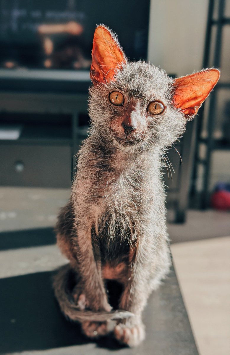 TheCatziilla's tweet photo. Ghost is so CUTE 🥺
https://t.co/C1Iq3zgqBD https://t.co/x7TW5W2dKA