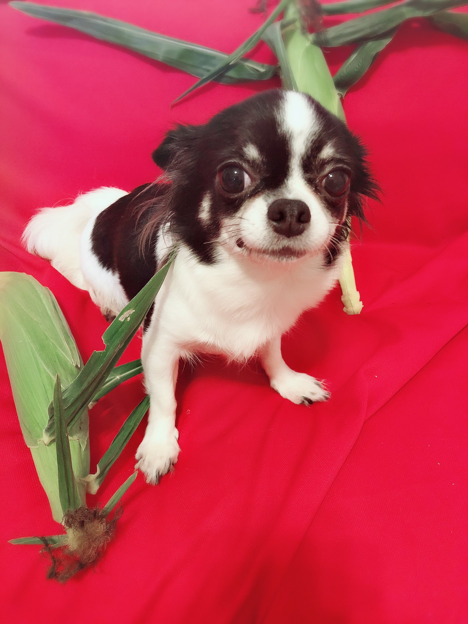 迷子犬チワワ探してます 北海道 今日 2ヶ月たちました 諦めずにポスティングして行こうとおもいます 迷い犬 迷子犬 チワワ 白黒 北海道 恵庭市 恵み野 拡散希望 Rt希望 T Co Izeqtmd9a3 Twitter