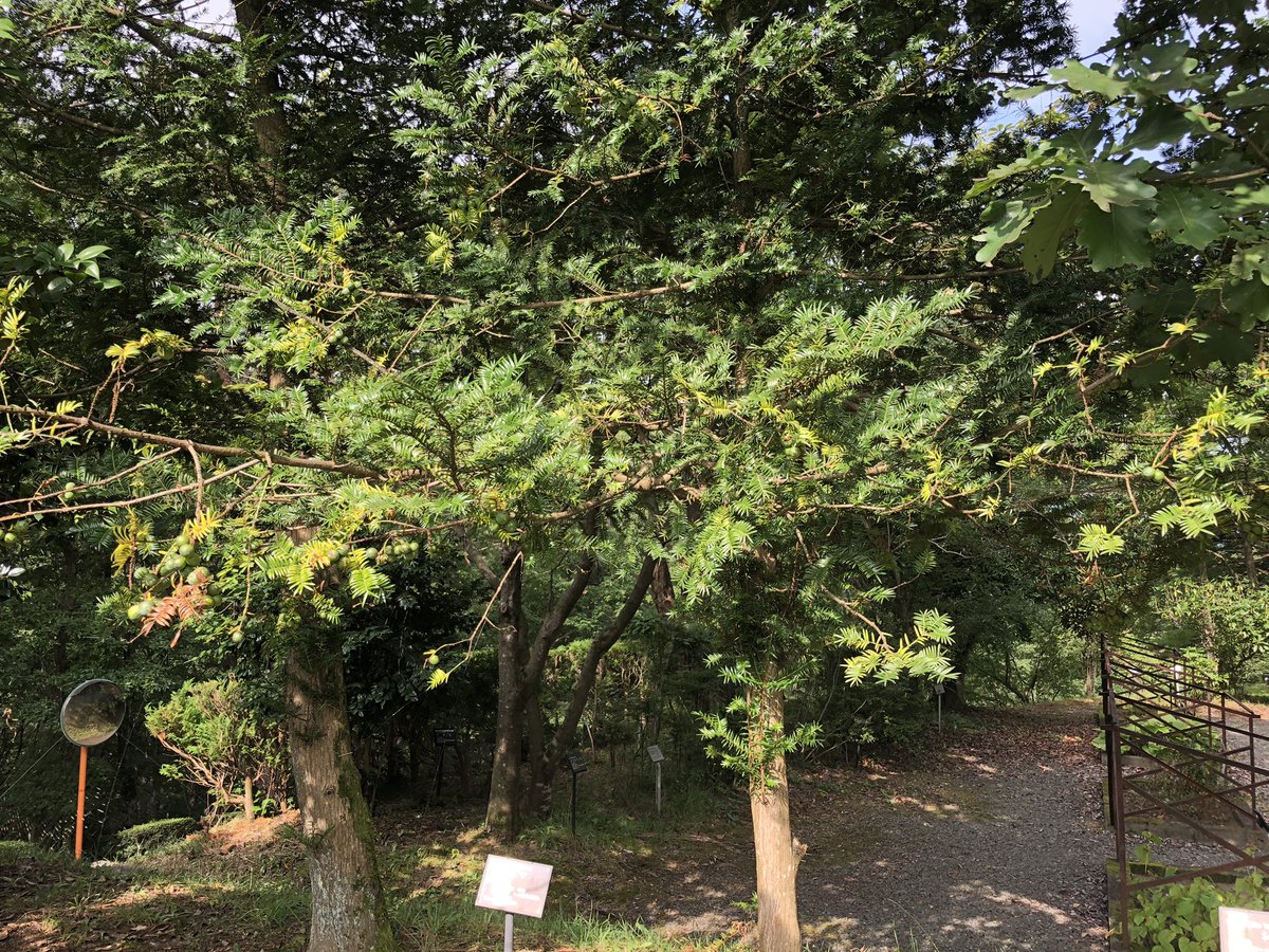 薬草園のカヤの実たくさん実ってます 逢瀬公園 緑化センター 福島県都市公園 緑化協会 カヤ 実 08 24 動画あり 逢瀬公園 緑化センター ぐるっと郡山 薬草園のカヤの実たくさん実ってます 逢瀬公園 緑化センター 福島県都市公園 緑化協会 カヤ 実 08 24 動画あり 逢瀬公園 緑化センター ぐるっと郡山