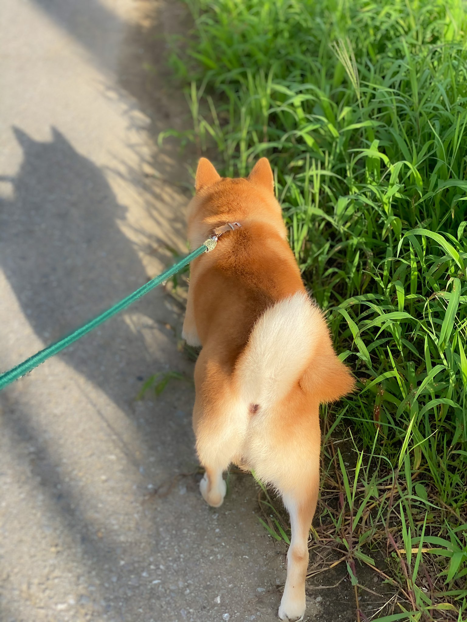 柴犬そら Lineスタンプ発売中 ﾟ 柴犬とは 高確率で 自分が世に放った屁を 後ろを歩く飼い主のせいにし 今飼い主したでしょ という顔をしてくる生き物である T Co P5u8fwglsb Twitter
