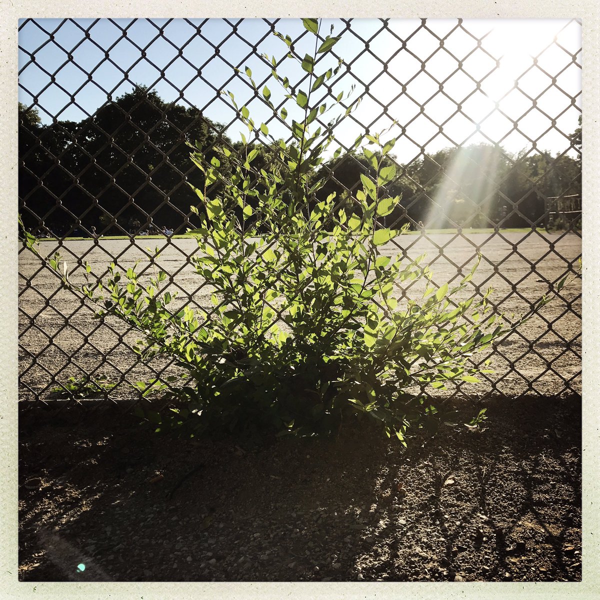 TrinityBellwood's tweet photo. This kinda Funday-Sunday...before this rain😆#stinkinghot #latesummer #heat #trees #shade #keepcool https://t.co/0f764TmdIQ