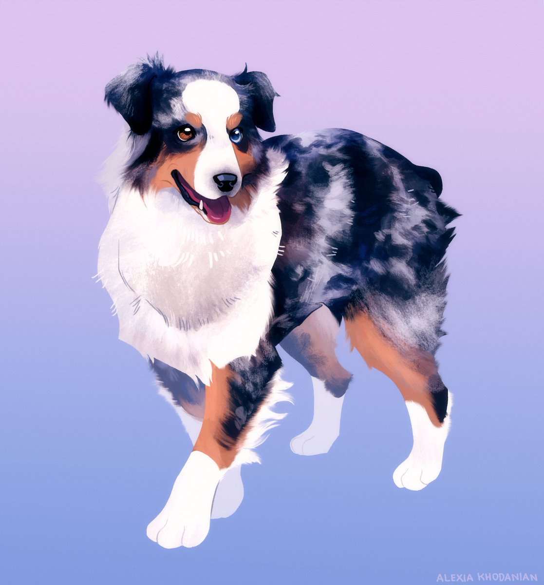  #doggust day 23: Australian Shepherd! My neighbor had one growing up named Speckles. Such fun little friends