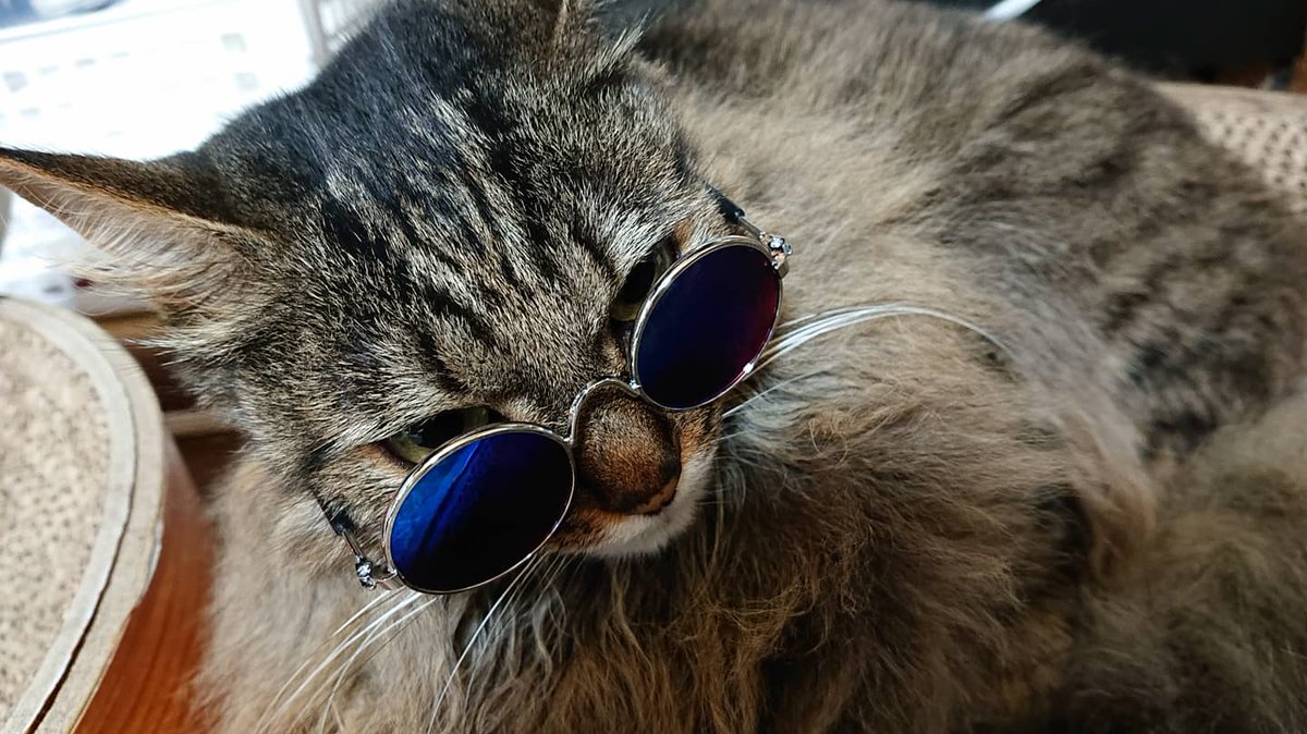 ペット用メガネが似合いすぎる猫さんが インテリ感がすぎる こういう教授いそう と話題に 他にもメガネの似合う犬猫さんが集結 Togetter