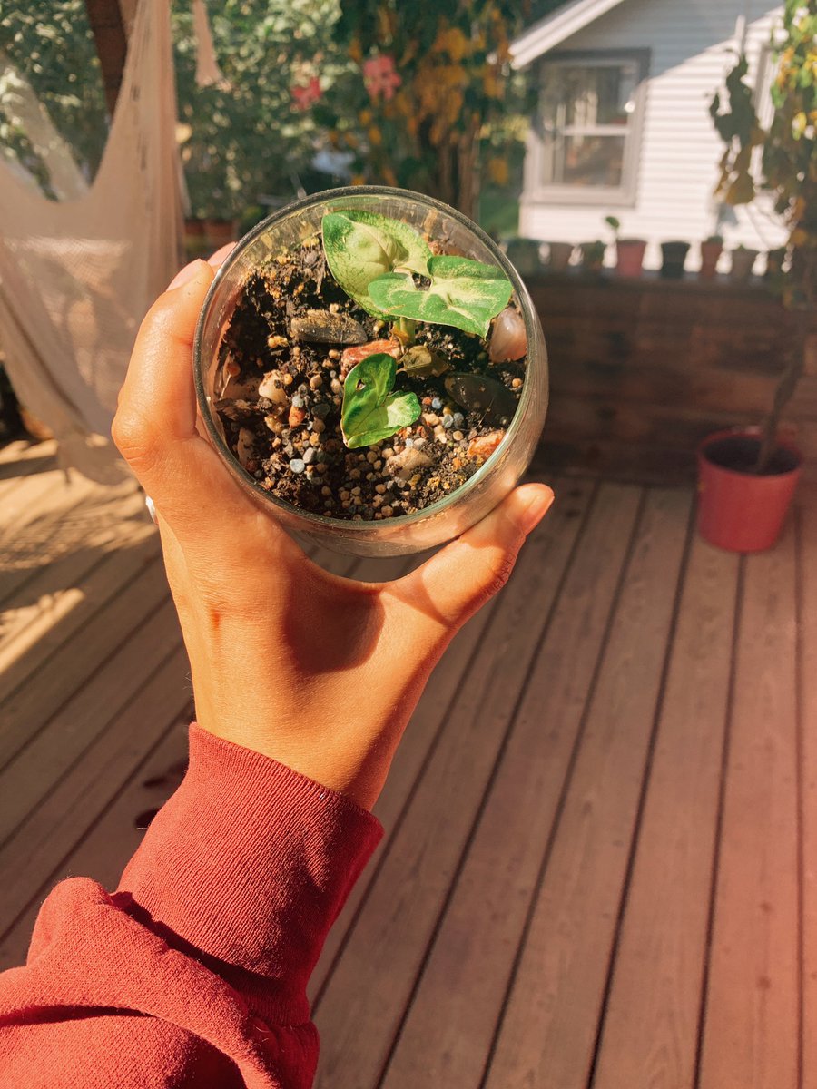 2rosesbeetique's tweet photo. Hey, plant goddess here, I’m selling some plants so if you’re interested lay ya girl know!
Follow #growawayplants for more updates!

#neonpothos #pothos #arrowheadplant #arrowhead  #sygonium #wanderingjew #purpleinchplant #plantmom #plantgoddess #plantsistah #plantsforsale 🌵🌿 https://t.co/XNpyUANoIl