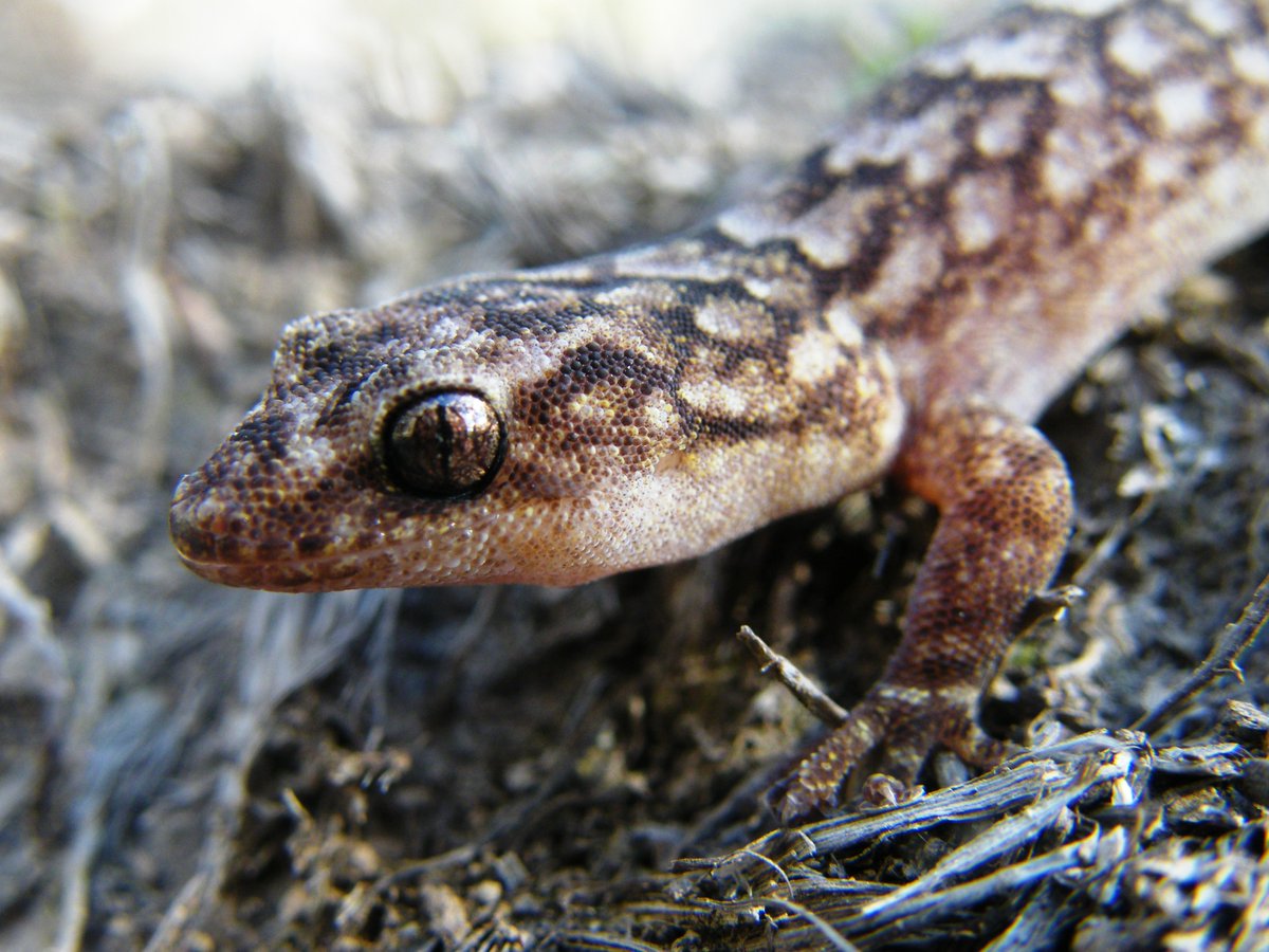 CSUpostdocs's tweet image. Dr Damian Michael @DrDMichael is an @ilwscsu researcher studying floodplain snakes and geckos vs environmental water in the Lower Murrumbidgee. He also monitors waterbirds, amphibians and native fish as part of @theCEWO Murrumbidgee Monitoring, Evaluation and Research Program.