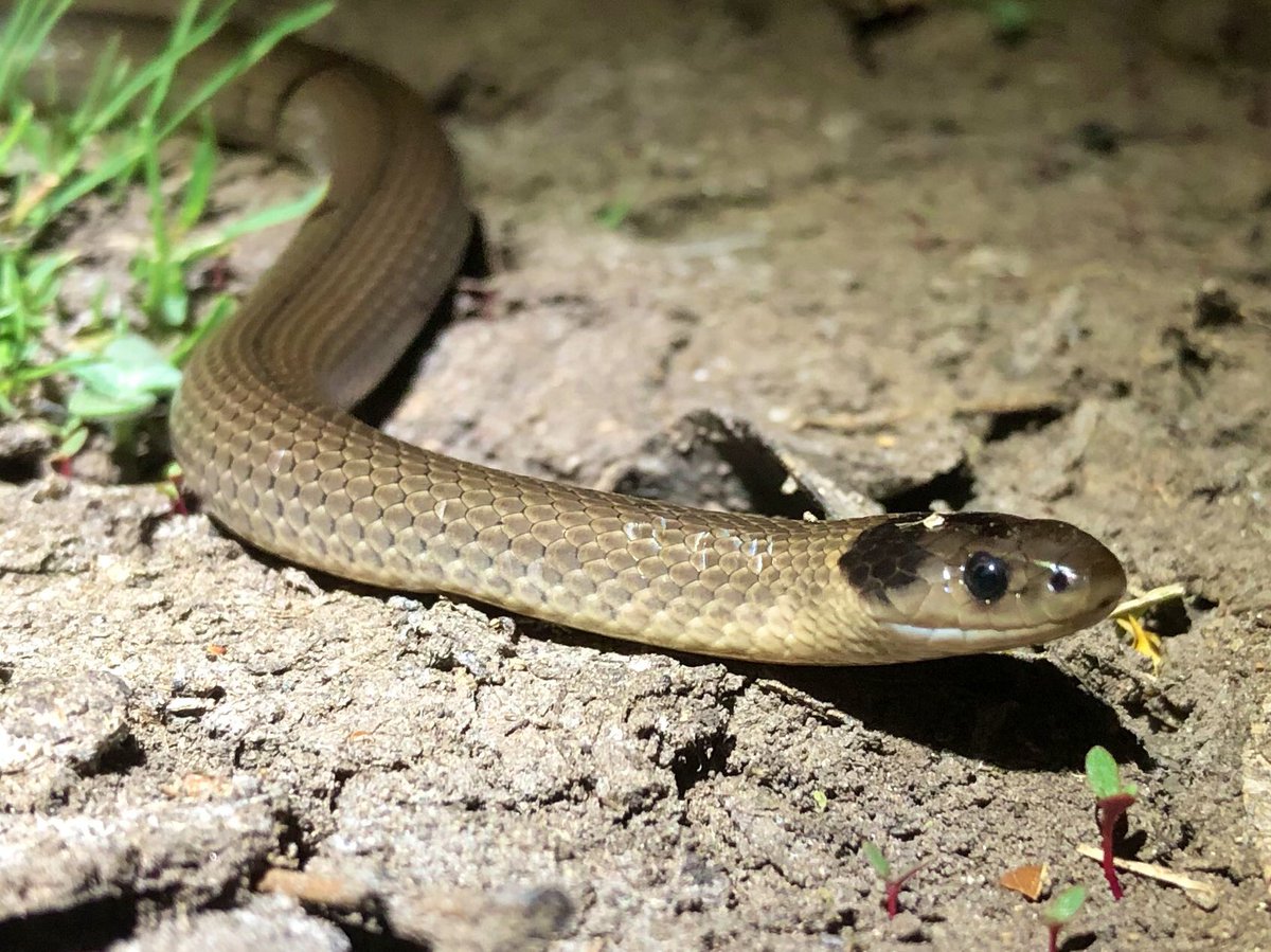 CSUpostdocs's tweet image. Dr Damian Michael @DrDMichael is an @ilwscsu researcher studying floodplain snakes and geckos vs environmental water in the Lower Murrumbidgee. He also monitors waterbirds, amphibians and native fish as part of @theCEWO Murrumbidgee Monitoring, Evaluation and Research Program.