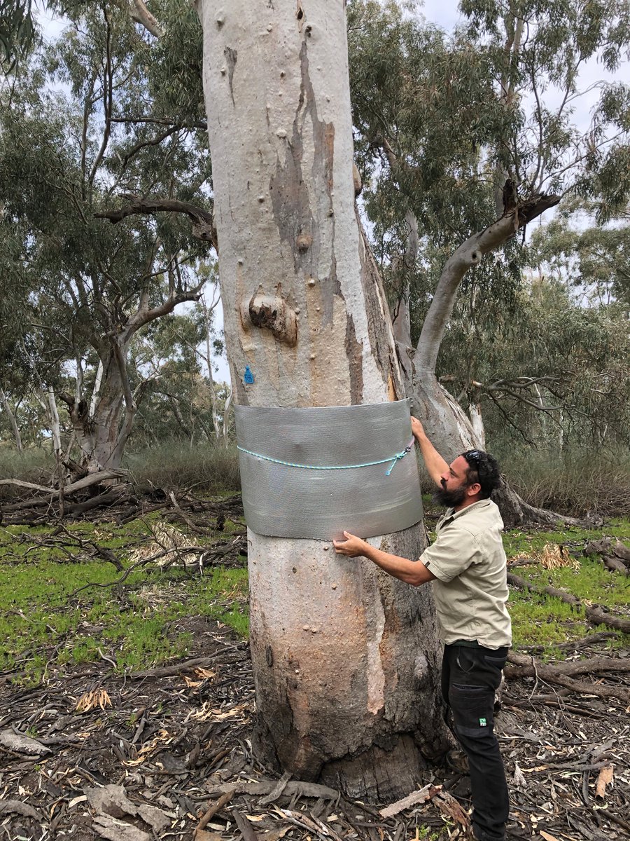 CSUpostdocs's tweet image. Dr Damian Michael @DrDMichael is an @ilwscsu researcher studying floodplain snakes and geckos vs environmental water in the Lower Murrumbidgee. He also monitors waterbirds, amphibians and native fish as part of @theCEWO Murrumbidgee Monitoring, Evaluation and Research Program.