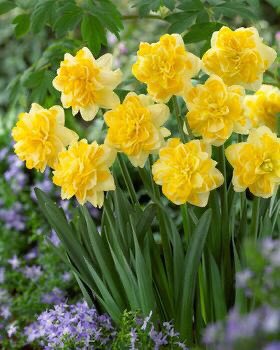 Daffodil sweet pomponette