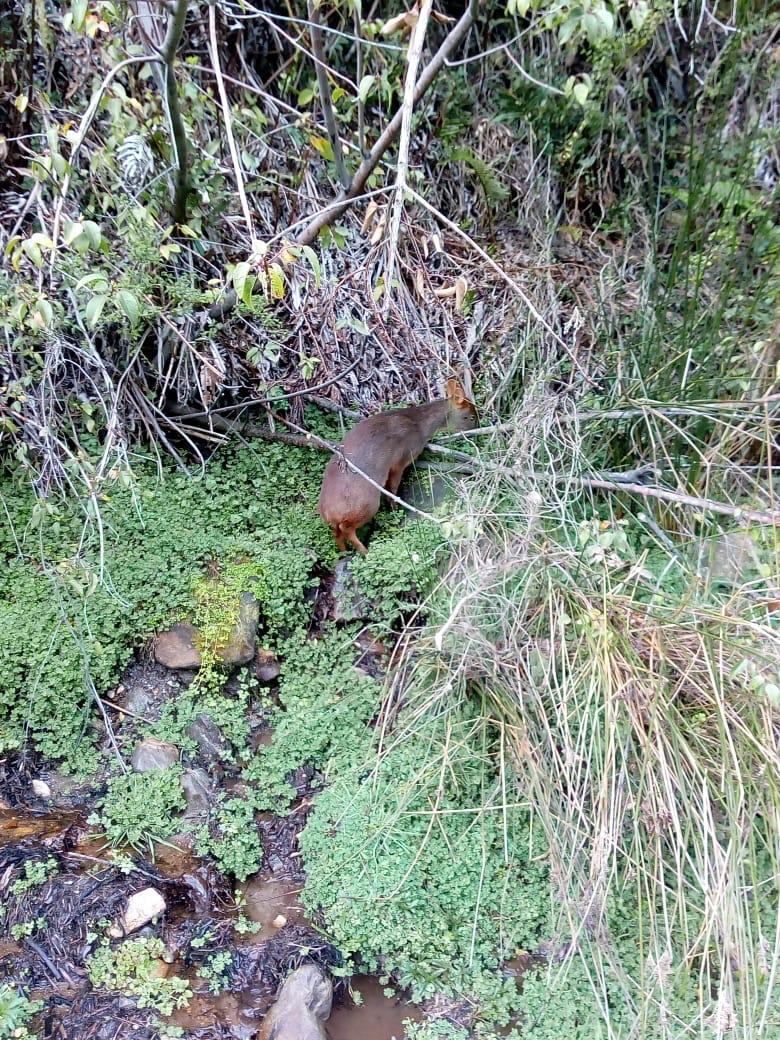 sagchile's tweet photo. Esta tarde y gracias al oportuno rescate de vecinos del sector Los Cambuchos de #LosÁlamos, esta ejemplar de pudú que estaba siendo atacada por perros, pudo ser devuelta a su hábitat por funcionarios de @sagchile #Biobío, tras positiva evaluación de profesionales de #Arauco . https://t.co/ZURIrlx62f