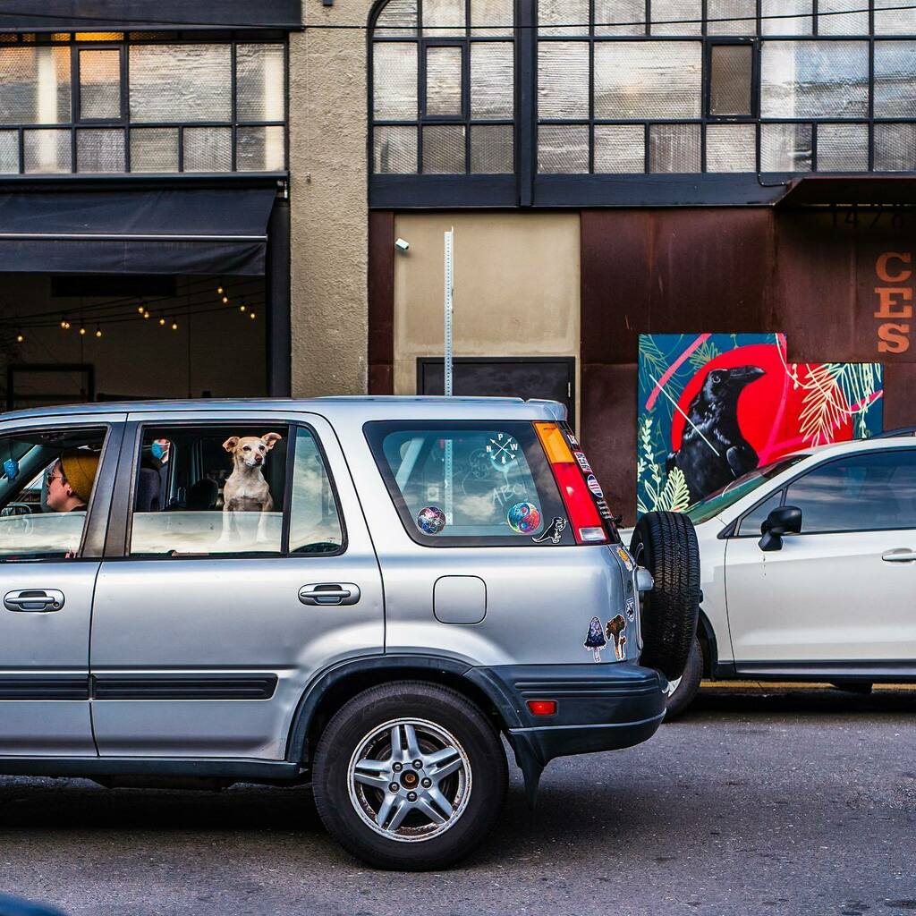 stirwise's tweet image. Easy rider
.
.
#dogsofseattle #capitolhillseattle #dogdays