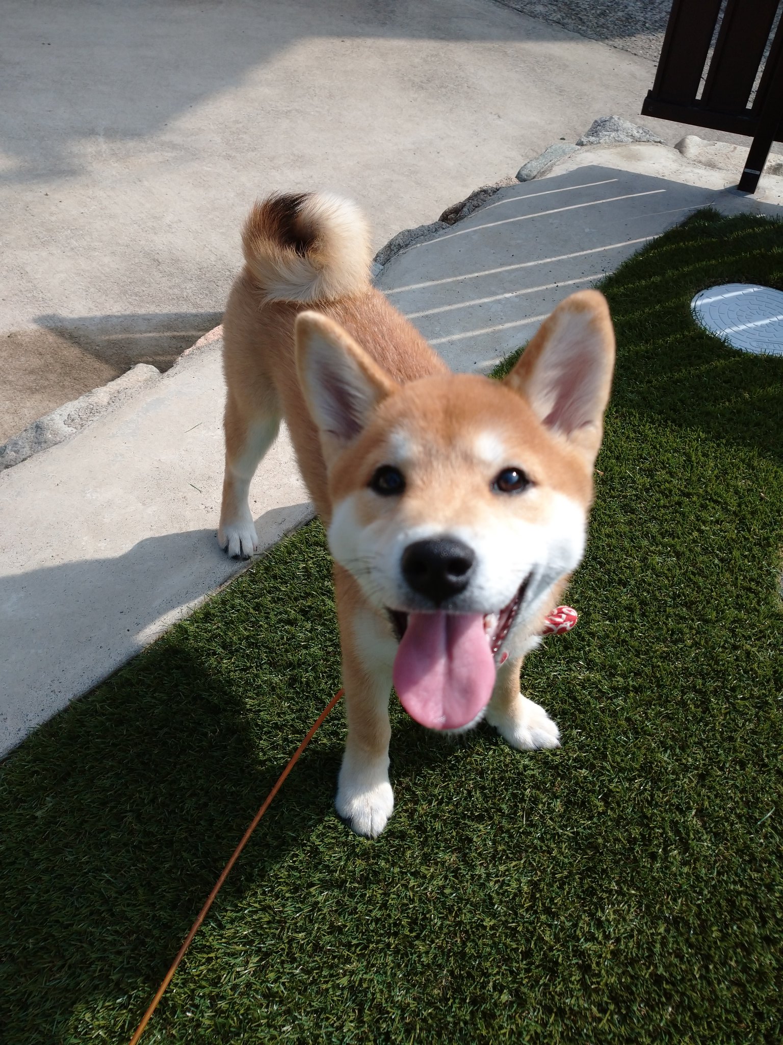 寺犬まつば 飼主ハル 笑顔可愛い