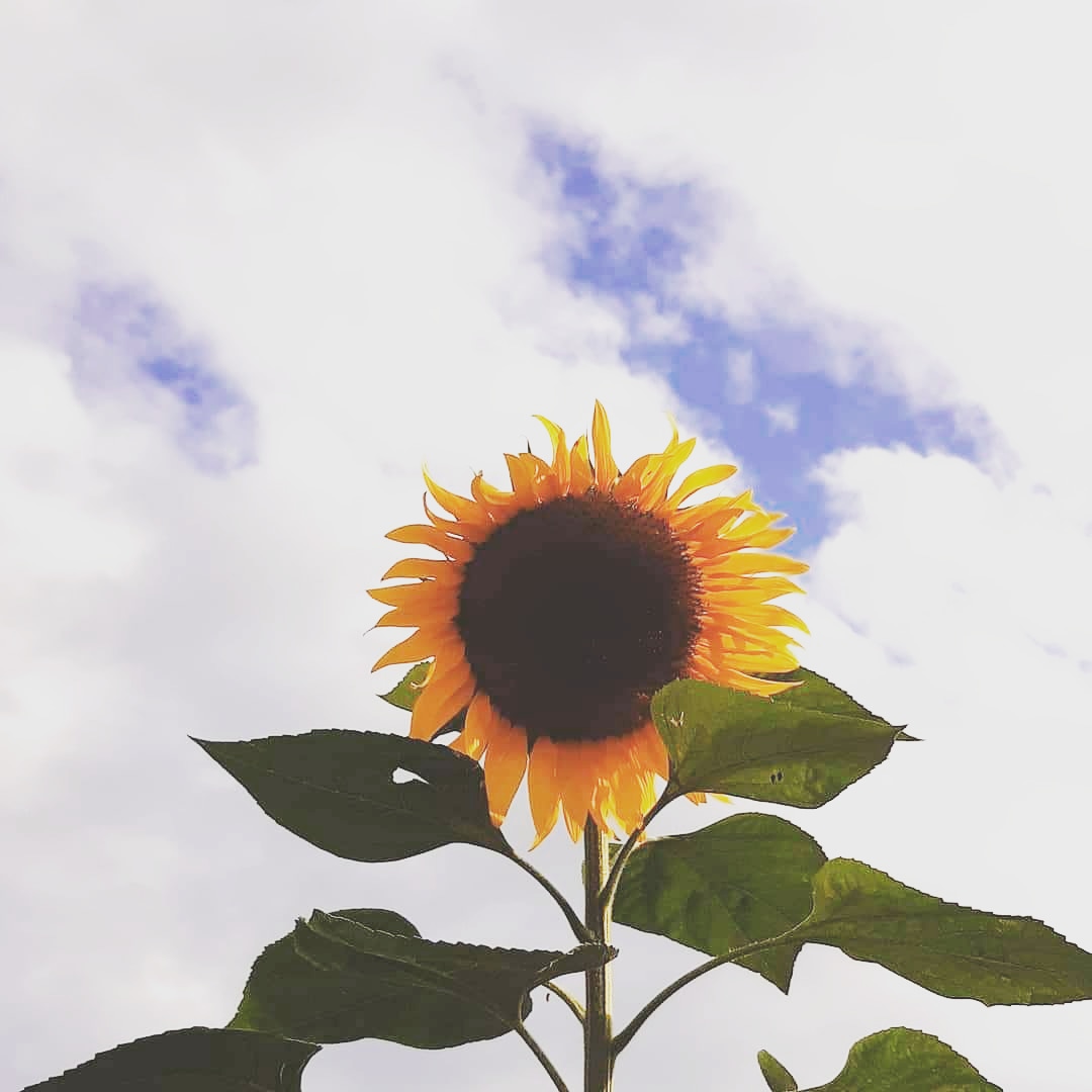 KLAUDIAPOSADA's tweet image. Este hermosa fotografía de un girasol desde la Sucursal del Cielo (Cali), es el regalo de mi amiga @PaolaAndrea2991 .... Divinaaa 😊😍😍🌻🌻

#regalosoriginales #regalodecumpleaños #girasol #flowers