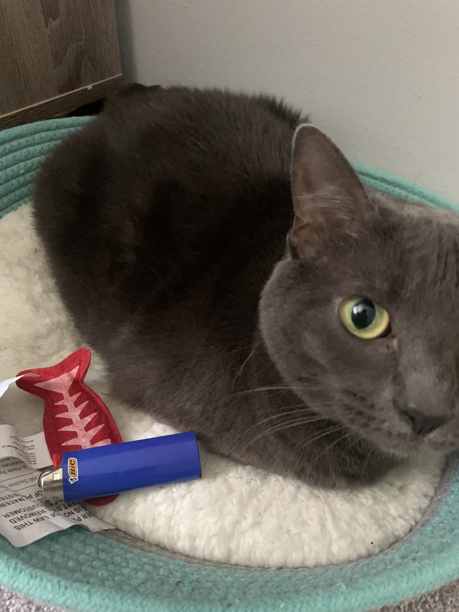 AlliCat1937's tweet photo. It’s not mine. #smokingkitty https://t.co/srPRKQOYqF