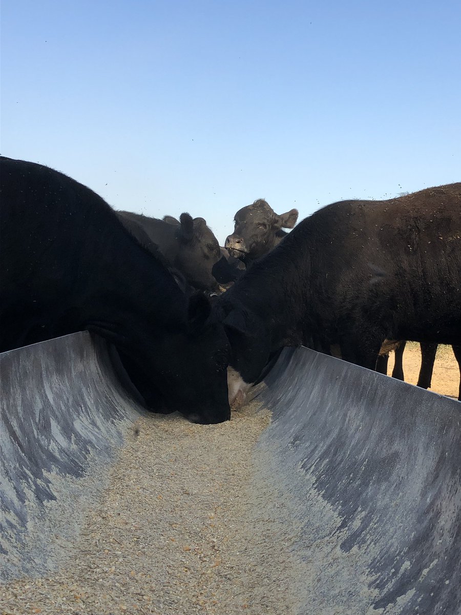 AKientzy's tweet photo. Just another non political post. #cows #angus #beef #mobeef #farmraised #grass #corn #ddgs https://t.co/TnEHass3WT