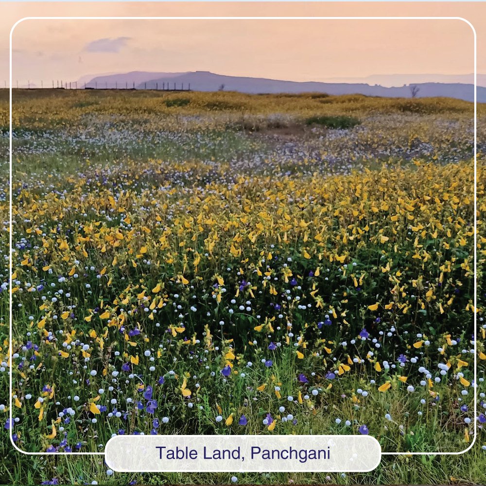 RavineHotel's tweet photo. Table Land, a 98-acre flat plateau that forms Panchgani’s highest point, it affords unobstructed views of the sunrise and sunset, panoramic views of the valleys and unending views of the green fir #forests. A must see if you are visiting #Panchgani. https://t.co/PNz254AYyW