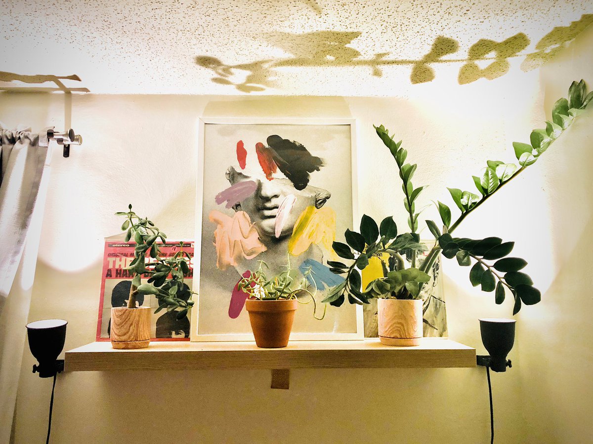 My 🌾🌿🌱☺️ #succulents #indoorplants #zzplants