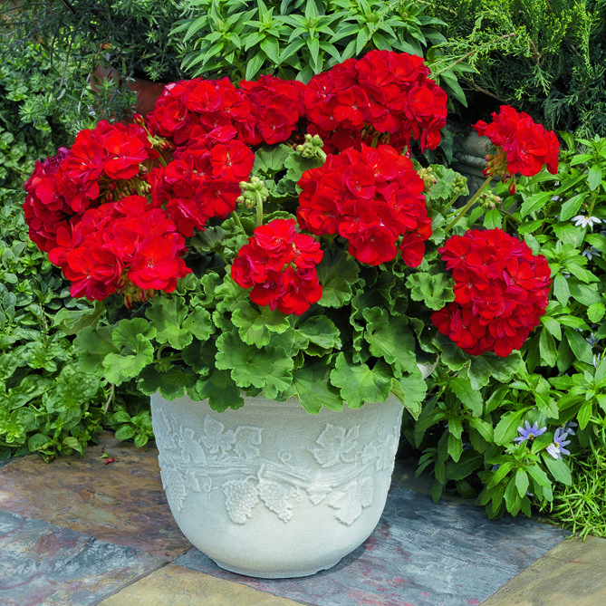 Germanium  #elementphotos, including a Ge laser diode. Last pic is a geranium. Not the same thing. Is it germane to ask a German if a geranium contain germanium?