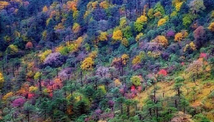 The term ‘Sandakphu’ means height of the poison plants. It is named so because of a specifically poisonous wolfsbane plant which grows naturally near the peak. Sandakphu, one of the most dangerous offbeat places in India.