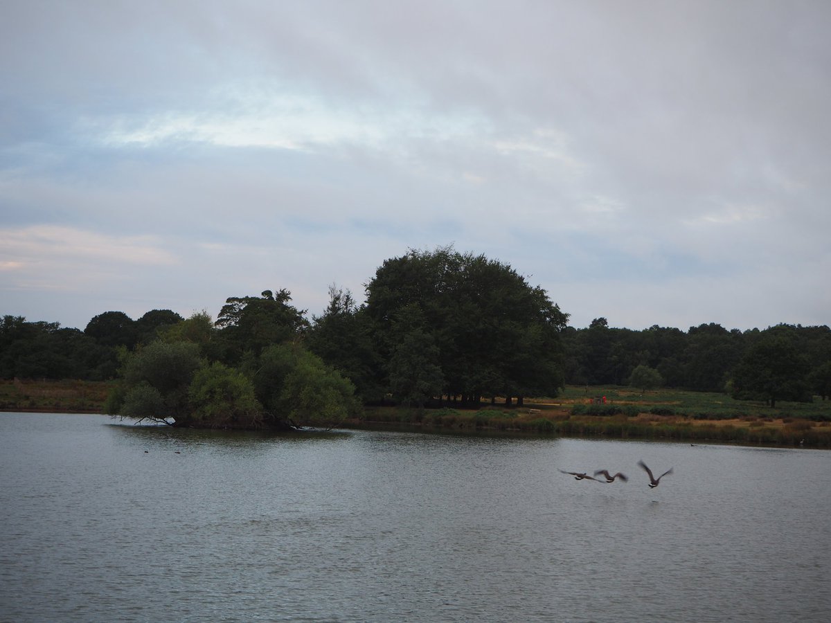 #6amClub walk in the park. Peaceful and calming grey skies. Not quite the lighting I hoped for but beautiful nonetheless. @TheRoyalParks #BeKindToYourParks #AHPsActive #RadiographersActive