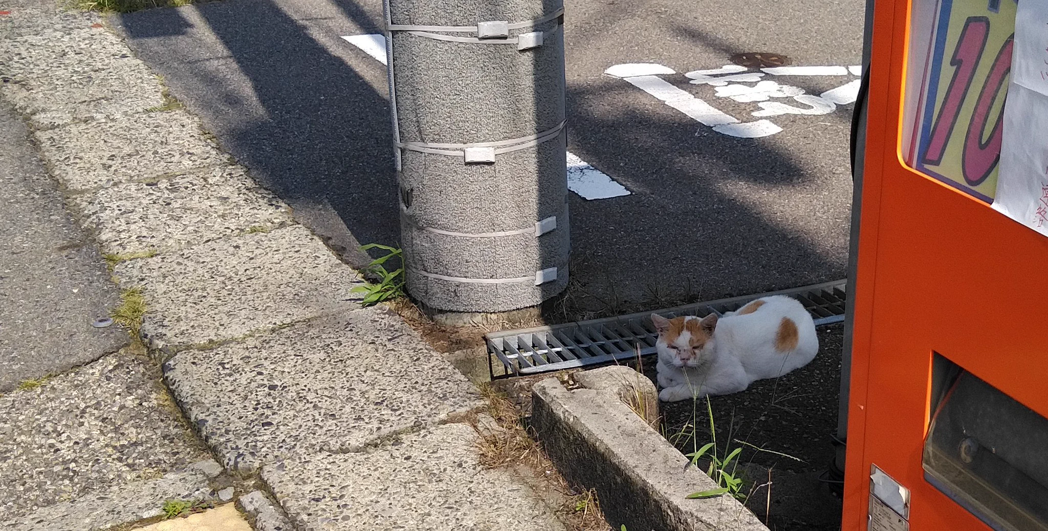 @watabow @suikyokitan １日１回はこういうニャンコに遭遇します。 