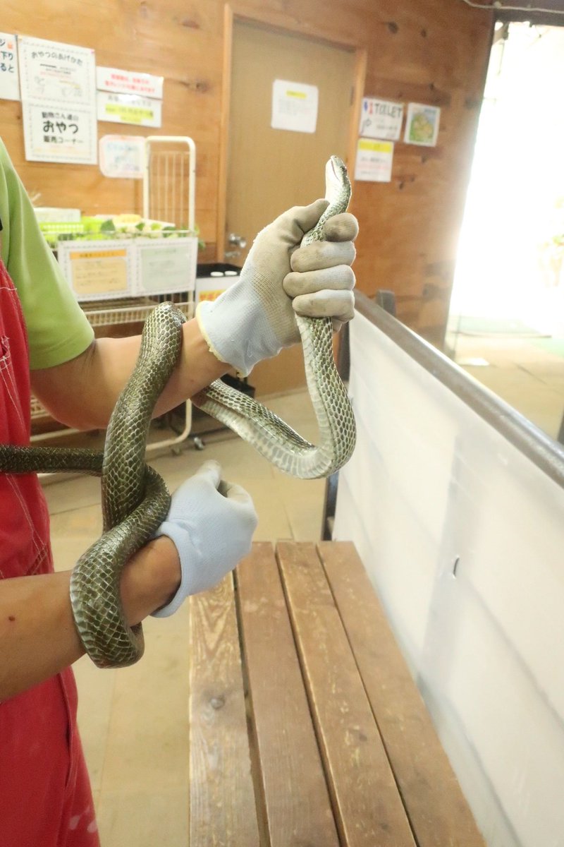 桂浜水族館支店 公式 東筑波ユートピア على تويتر アオダイショウ 捕獲 全長160cm