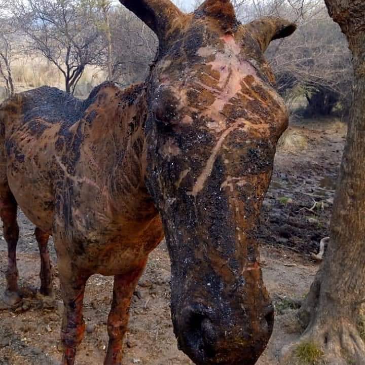yamilasilvacba4's tweet photo. Desde VACE vamos a comenzar una colecta  para llevar a capilla del monte ' ya q algunos voluntarios se estan haciendo  cargo de asistir a los animales heridos x los incendios '  x favor  pedimos colaboración  con alcohol' gasas' pervinox ' dexametasona ' solución fisiologica + https://t.co/hEobTrqfj2
